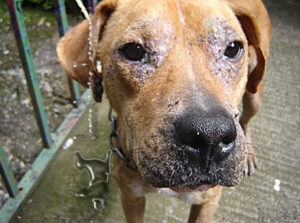 Sarna sarcóptica y demodicosis en perros • Dr. Brenes