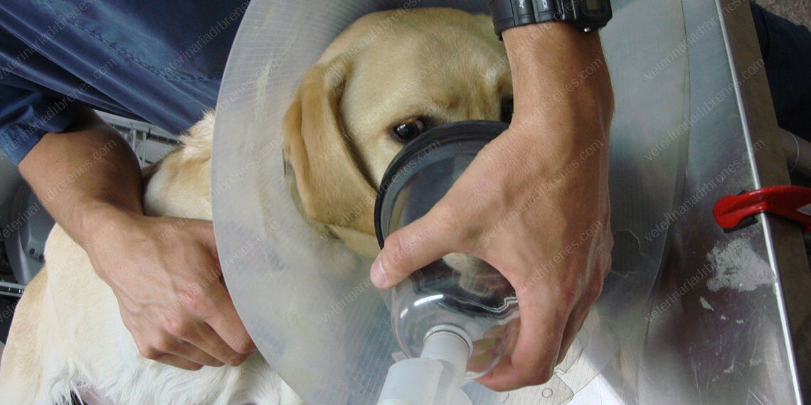 OBSTRUCCION-DEL-APARTADO-DIGESTIVO1