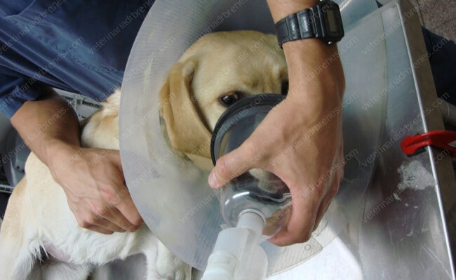 OBSTRUCCION-DEL-APARTADO-DIGESTIVO1