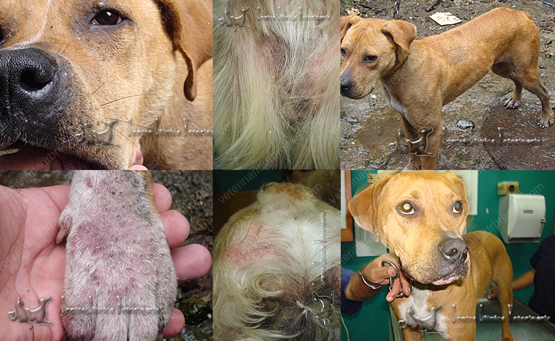 Sarna sarcóptica y demodicosis en perros • Dr. Brenes