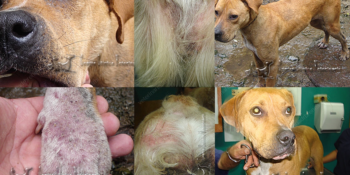 vete-blog-SARNA-SARCÓPTICA-Y-DEMODICOSIS