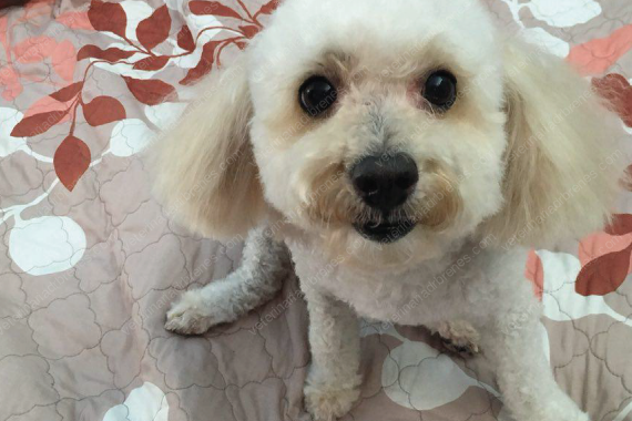 Terapia con Flores de Bach: para superar miedos y traumas anteriores