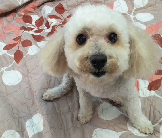 Terapia con Flores de Bach: para superar miedos y traumas anteriores Terapia con Flores de Bach: para superar miedos y traumas anteriores