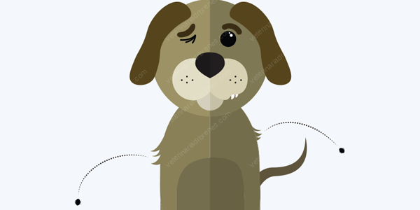 Ehrlichiosis canina Ehrlichiosis canina