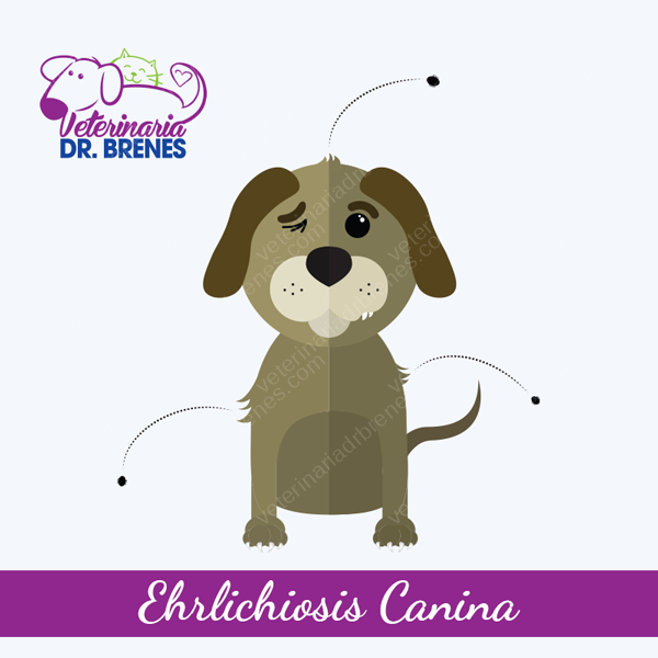 Ehrlichiosis canina Ehrlichiosis canina
