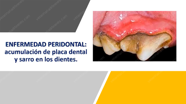 salud-dental-blog