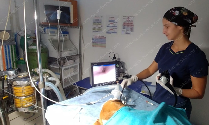 Endoscopia a cargo de la Dra. Indiana Aguilar