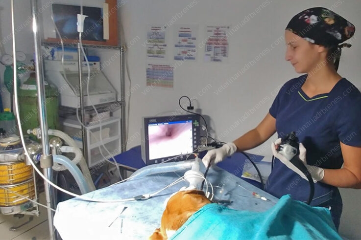Endoscopia a cargo de la Dra. Indiana Aguilar