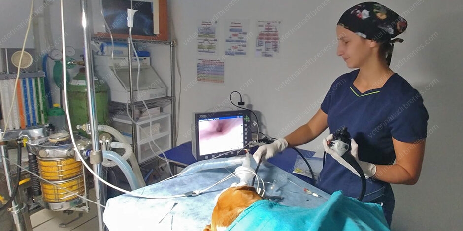 Endoscopia a cargo de la Dra. Indiana Aguilar Endoscopia a cargo de la Dra. Indiana Aguilar