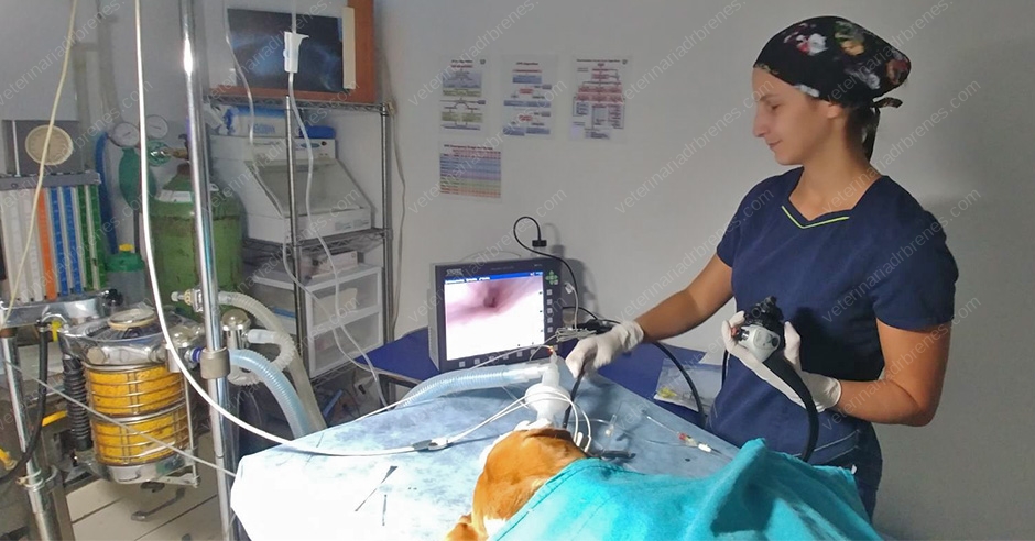 Endoscopia a cargo de la Dra. Indiana Aguilar