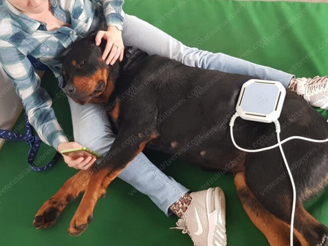 Magnetoterapia para rehabilitar perros Magnetoterapia para rehabilitar perros