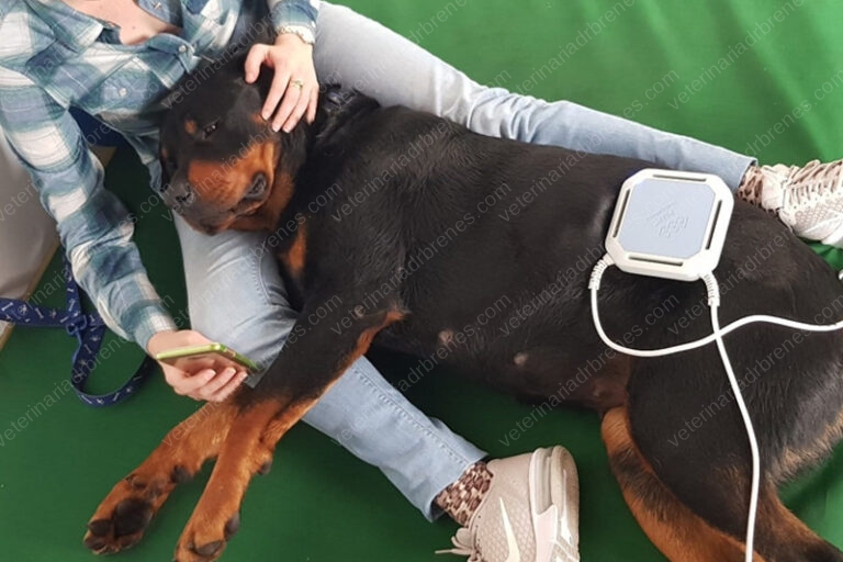 Magnetoterapia para rehabilitar perros