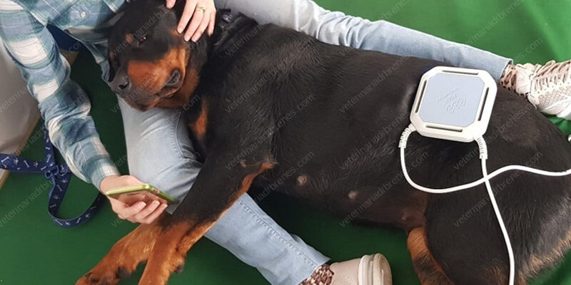 Magnetoterapia para rehabilitar perros