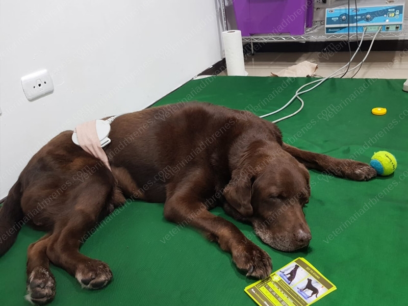 Magnetoterapia para rehabilitar perros