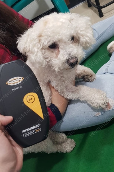 Magnetoterapia para rehabilitar perros
