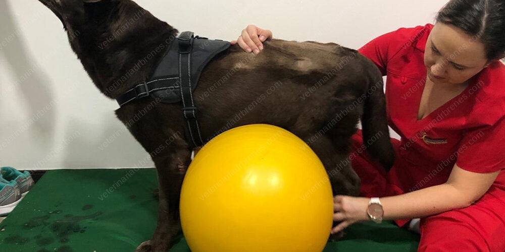 Fisioterapia y Rehabilitación Canina