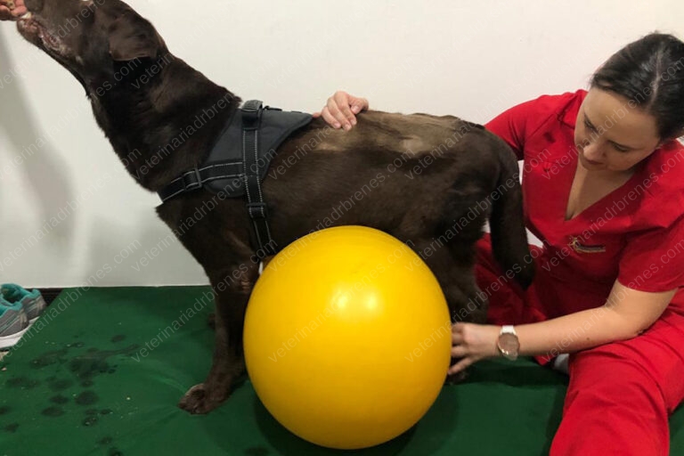 Fisioterapia y Rehabilitación Canina