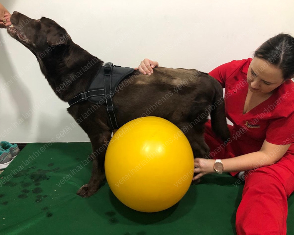 Fisioterapia y Rehabilitación Canina