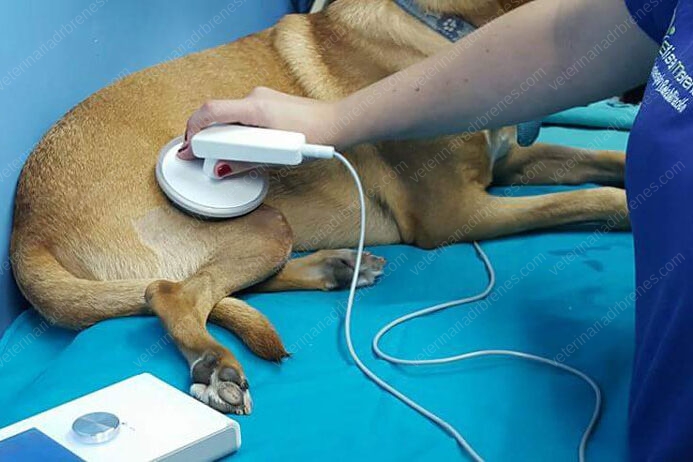 Oscilaciones Profundas (Deep Oscillations) aplicación y beneficios en perros