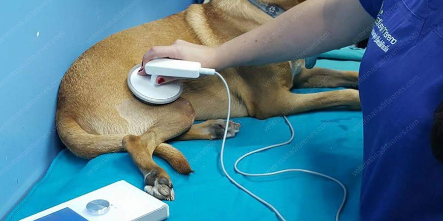 Oscilaciones Profundas (Deep Oscillations) aplicación y beneficios en perros