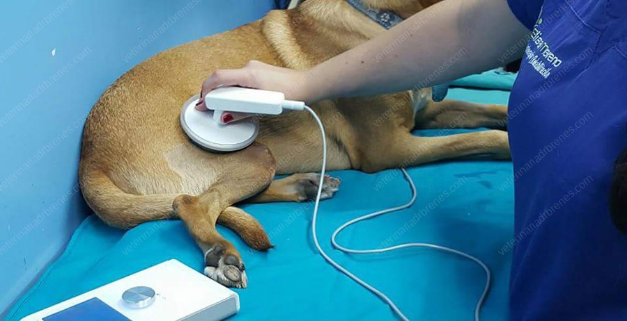 Oscilaciones Profundas (Deep Oscillations) aplicación y beneficios en perros