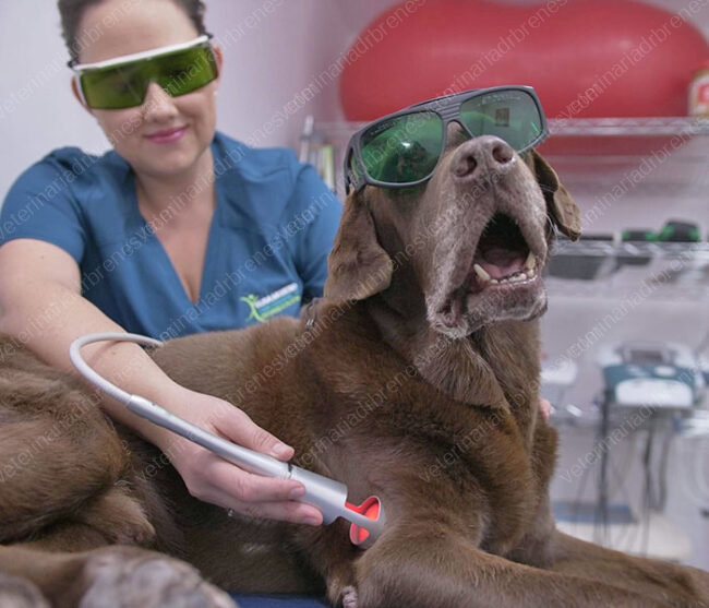 blog-Láser-terapéutico-en-animales1