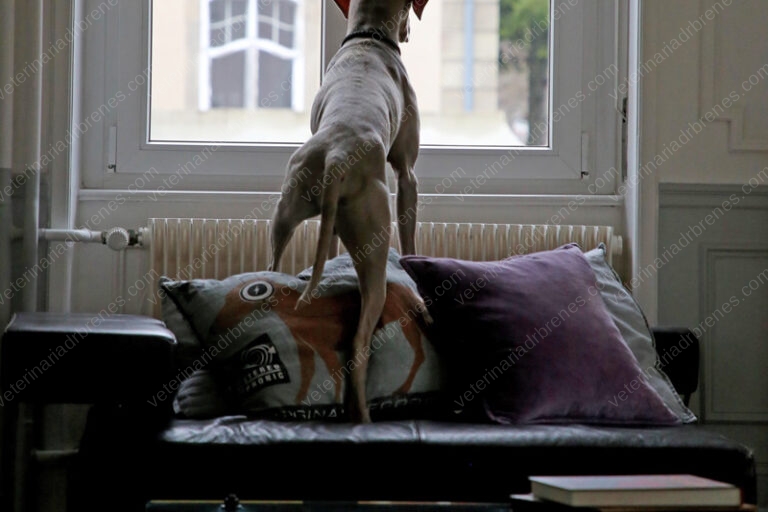 Ansiedad por separación