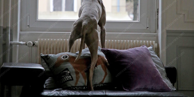 Ansiedad por separación