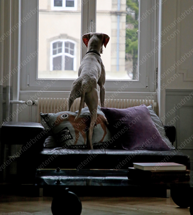 Ansiedad por separación