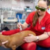Fisioterapia Canina - Fisiocan