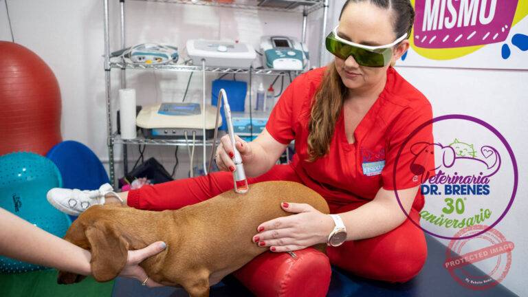 Fisioterapia Canina - Fisiocan