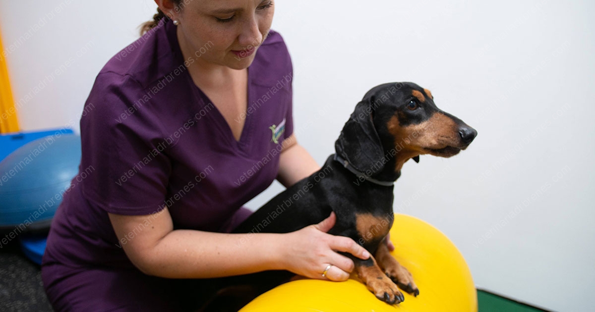 Fisioterapia y Rehabilitación Canina • Veterinaria Dr. Brenes