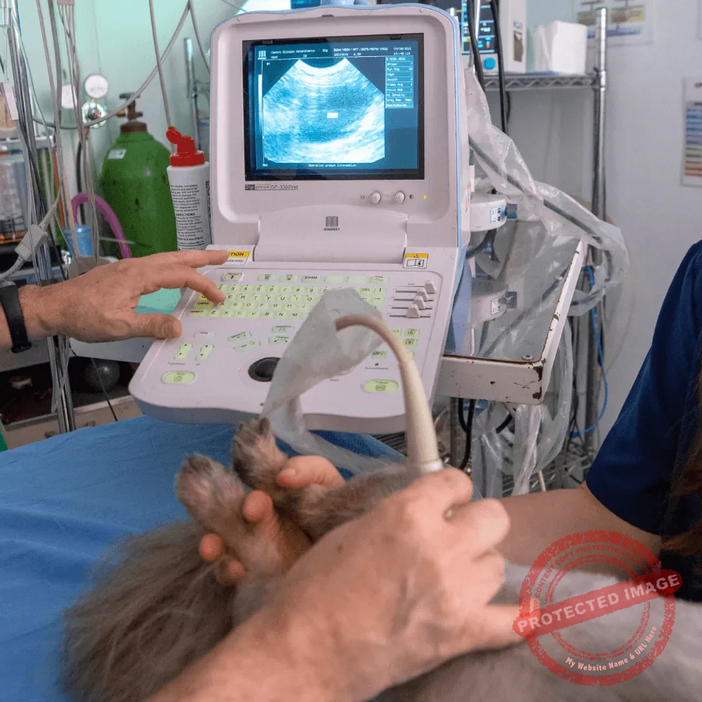 servicios26-3 Ultrasonido