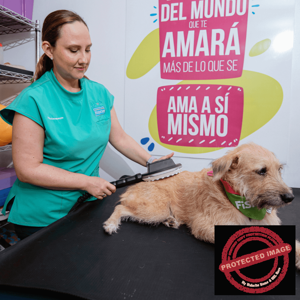 servicios26-5 Fisioterapia y Rehabilitación Canina
