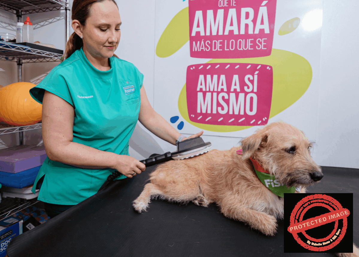 Fisioterapia y Rehabilitación Canina