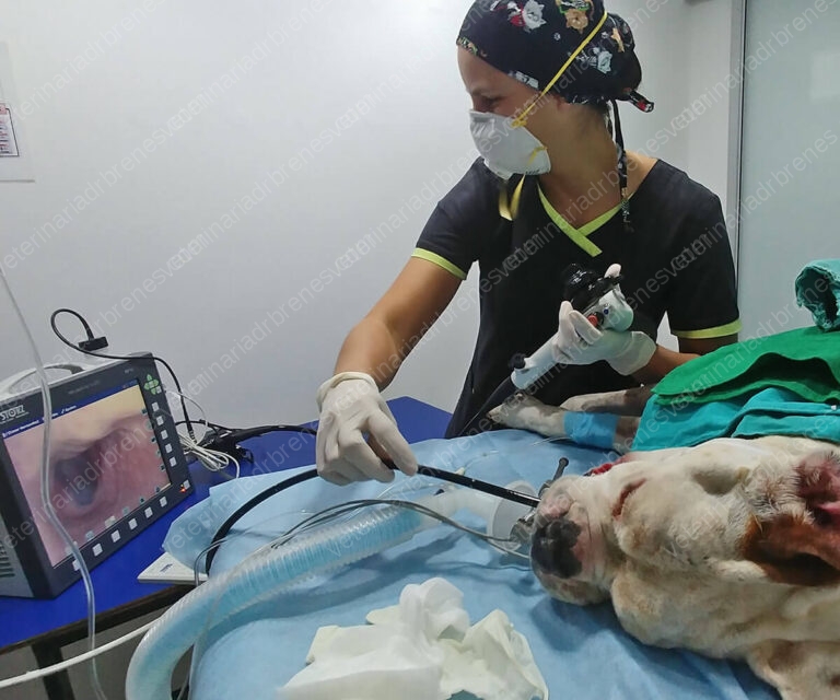 servicios_endoscopia