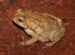 Intoxicación con veneno de sapo