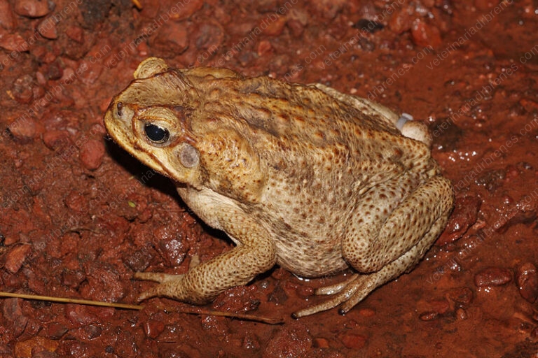 Intoxicación con veneno de sapo
