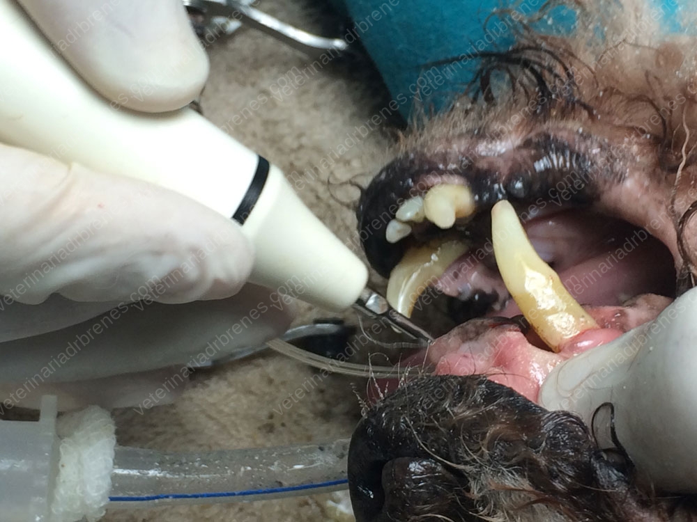 Los dientes de nuestras mascotas