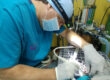 Los dientes de nuestras mascotas