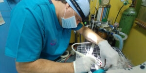 Los dientes de nuestras mascotas