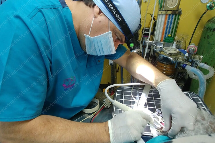 Los dientes de nuestras mascotas