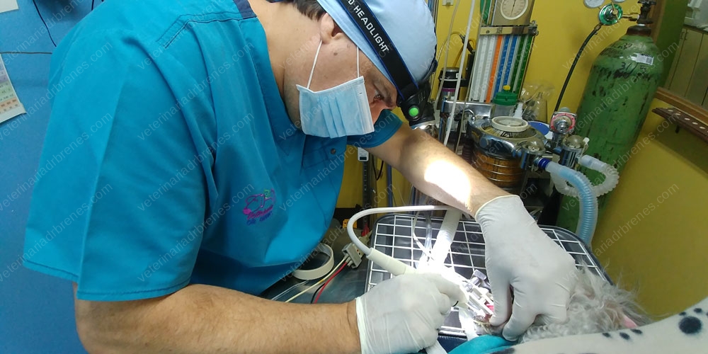 Los dientes de nuestras mascotas