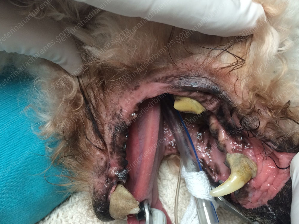 Los dientes de nuestras mascotas