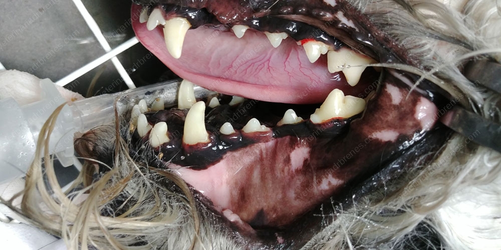 Los dientes de nuestras mascotas