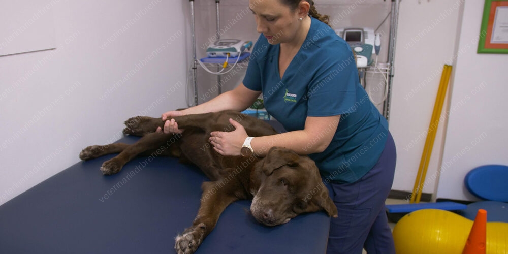 Desgaste articular en perros (Osteoartrosis)