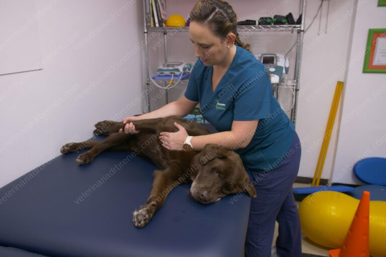 Desgaste articular en perros (Osteoartrosis)