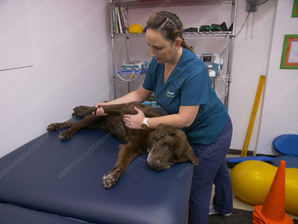 Desgaste articular en perros (Osteoartrosis)