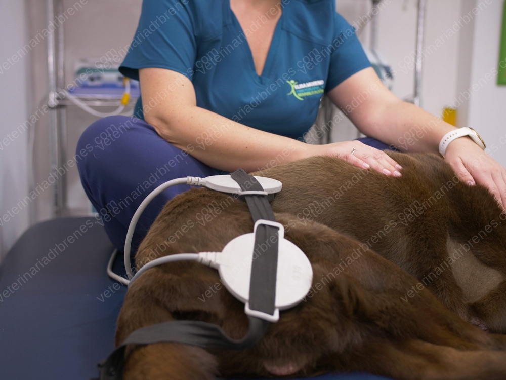 Desgaste articular en perros (Osteoartrosis)