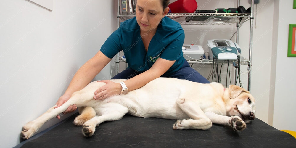 Ruptura de ligamento cruzado en la rodilla de su perro Ruptura de ligamento cruzado en la rodilla de su perro